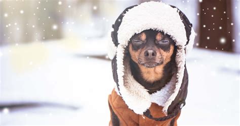 Does My Dog Need Winter Clothes