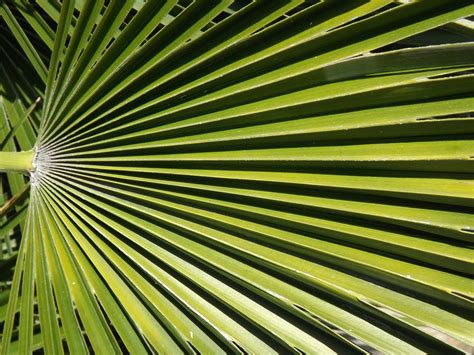 Does Nature Make Straight Lines