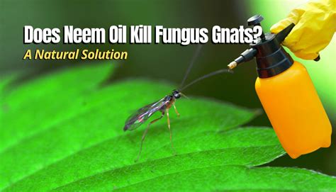 Does Neem Kill Fungus