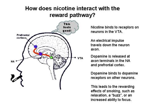 Does Nicotine Interact With Zoloft
