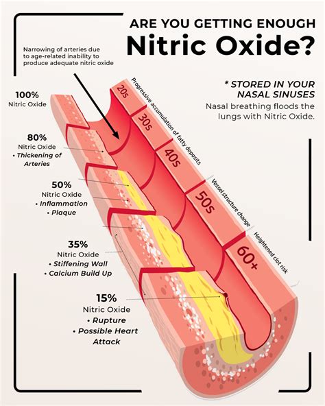 Does Nitric Oxide Affect The Heart