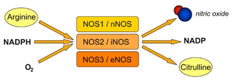 Does Nitric Oxide Work Reddit