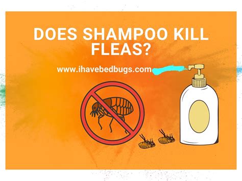 Does Normal Shampoo Kill Fleas