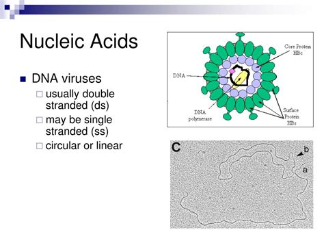 Does Nucleic Acids Contain Viruses