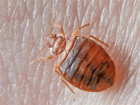 Does Nz Have Bed Bugs