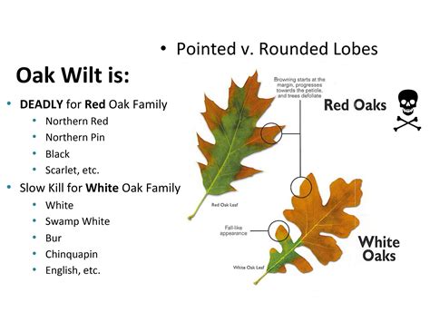 Does Oak Wilt Affect All Oak Trees