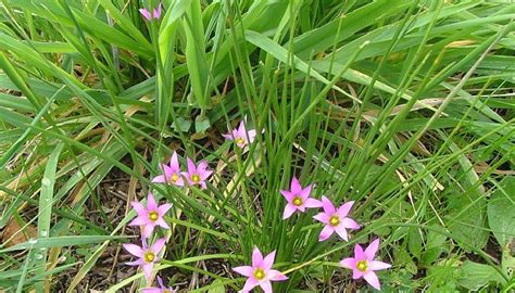 Does Onion Grass Bloom