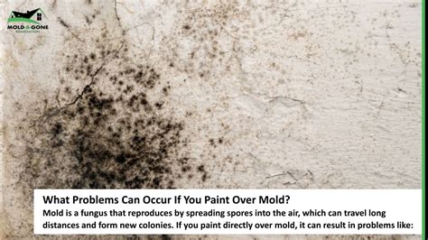 Does Paint Cause Mold