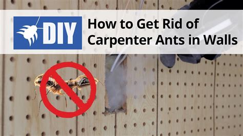Does Paint Thinner Kill Ants