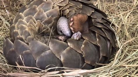 does pangolin lay eggs