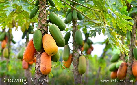 Does Papayas Grow On Trees