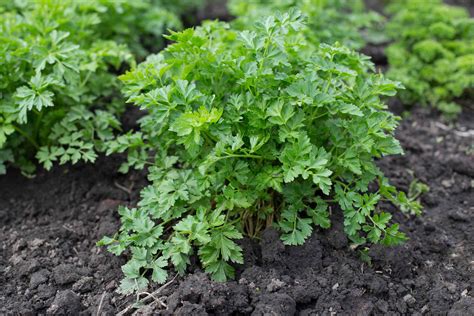 Does Parsley Grow Back When Cut