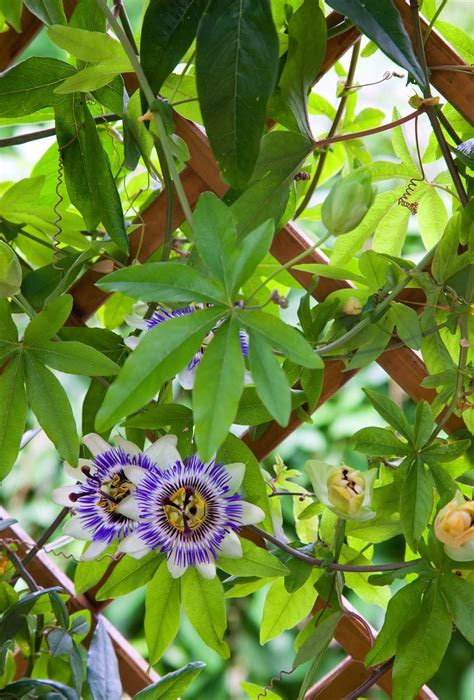 Does Passion Flower Need Trellis
