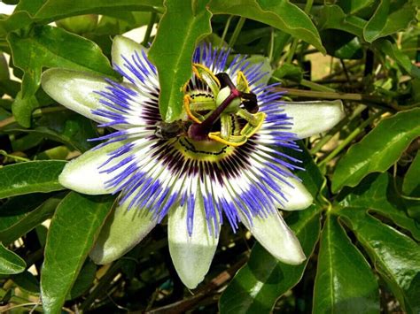 does passion flower raise blood pressure