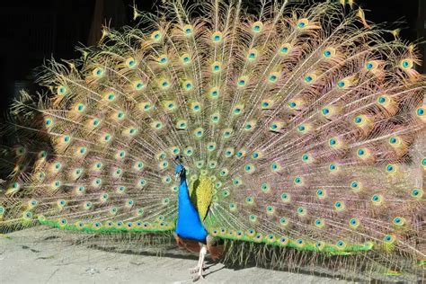 does peacock have wings