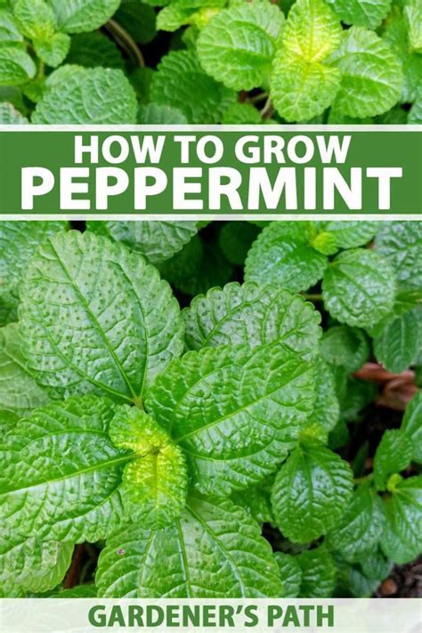does peppermint attract bees