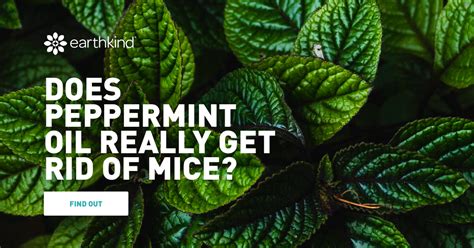 Does Peppermint Keep Mice Away