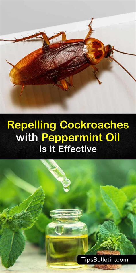 does peppermint repel roaches