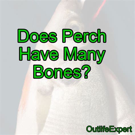 does perch have bones