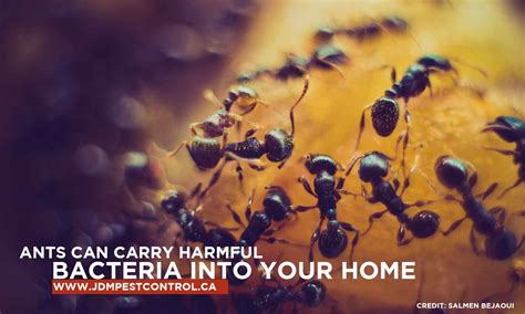 Does Pest Control Help With Ants