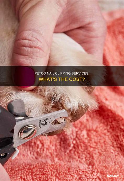 Petco Cat Grooming: Does Petco Cut Cat Nails? Get Info