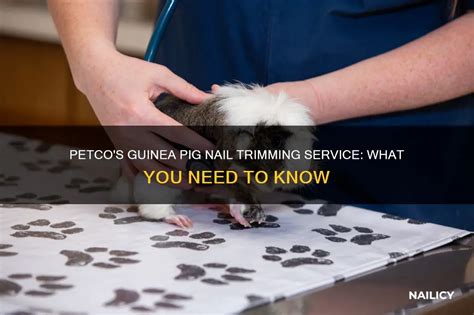 does petco do nail trimming