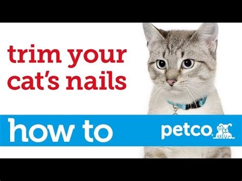 Beyond Dog Trims: Does Petco Trim Cat Nails?