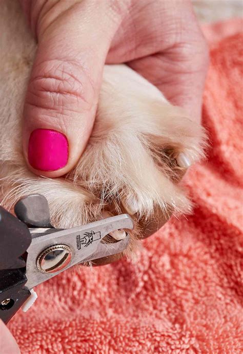Petco Nail Care: Does Petco Trim Dog Nails? Find Out Now!