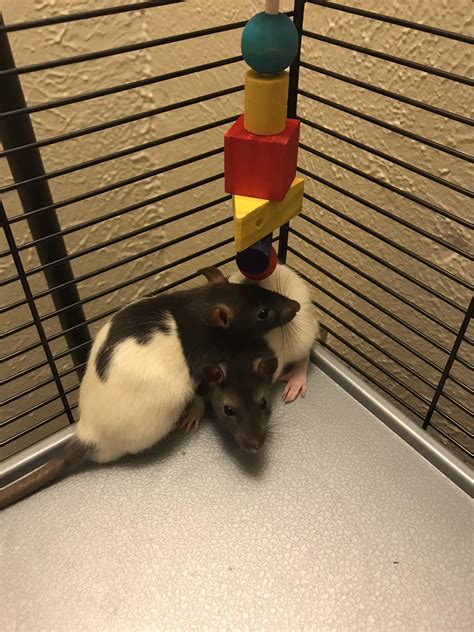 Does Petsmart Carry Rats