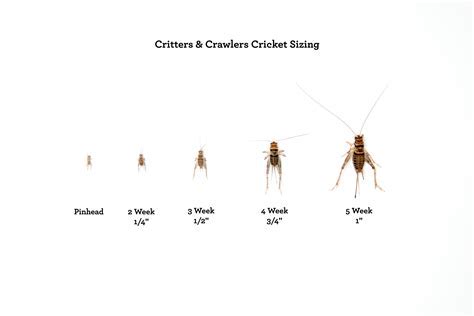 Does Petsmart Sell Crickets