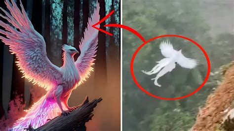 Does Phoenix Exist In Real Life