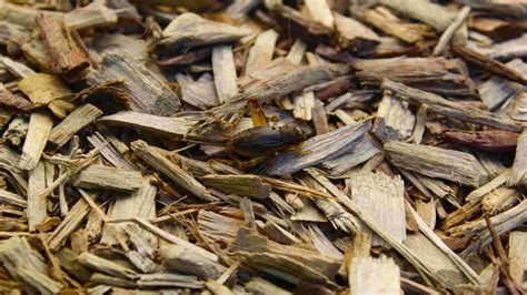 Does Pine Bark Mulch Attract Bugs