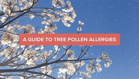 Does Pine Tree Pollen Cause Allergies