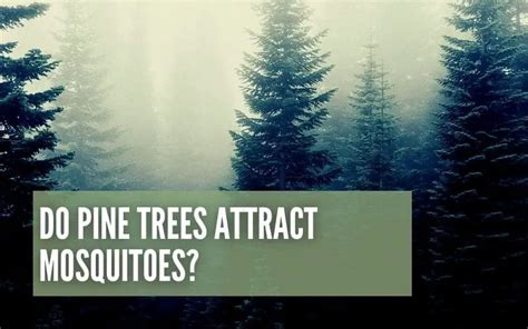 Does Pine Trees Attract Mosquitoes