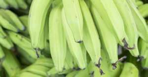 Does Plantain Contain Starch