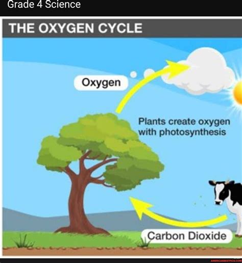 Does Plants Take In Oxygen