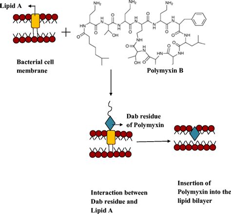 Does Polymyxin Expire