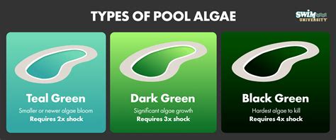 does pool shock kill algae