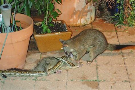 does possums eat snakes
