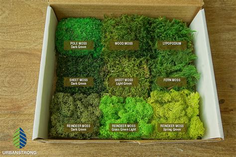 Does Preserved Moss Smell