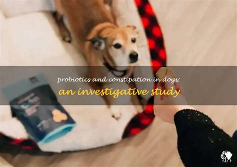 Does Probiotics Cause Constipation In Dogs