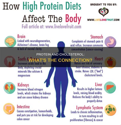 Does Protein Cause Fat