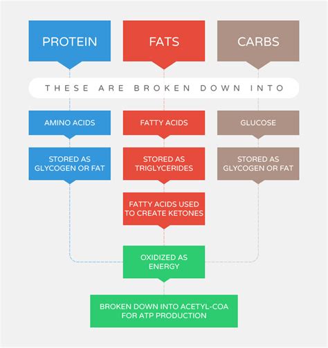 Does Protein Convert To Carbs