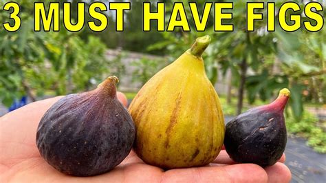 Does Publix Have Figs
