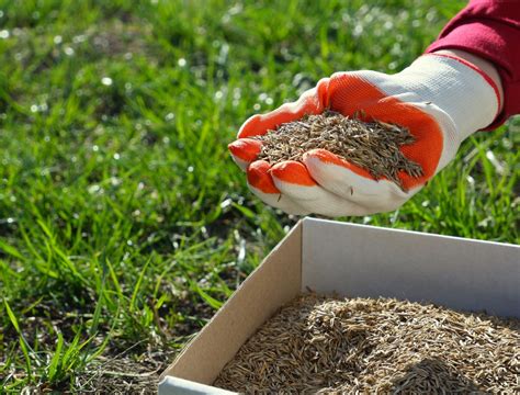 Does Putting Sugar on Your Lawn Really Kill Weeds?