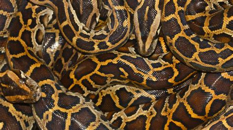Does Python Taste Good