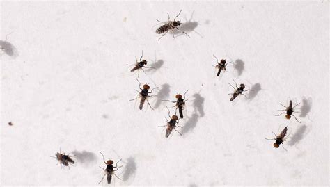 Does Rain Attract Gnats