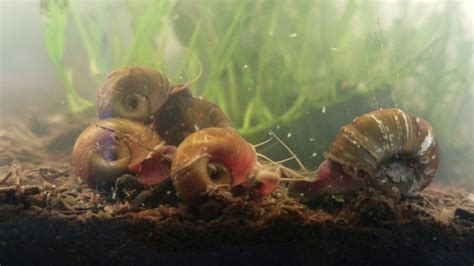 Does Ramshorn Snails Eat Algae