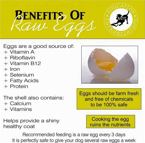 Does Raw Egg Help Dog Shedding