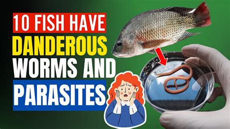 Does Raw Fish Have Worms In It